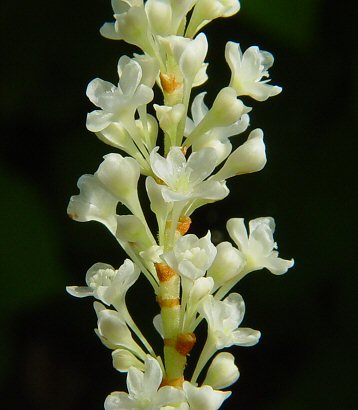 Fallopia_japonica_flowers.jpg