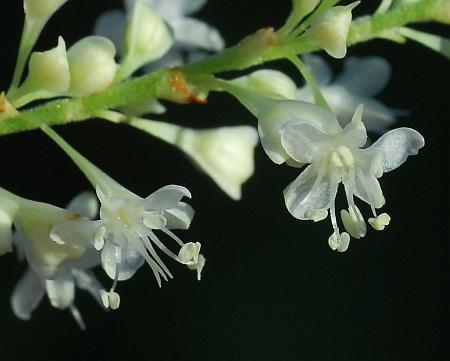 Fallopia_japonica_flowers2.jpg