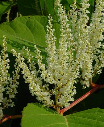 Fallopia_japonica_inflorescence.jpg