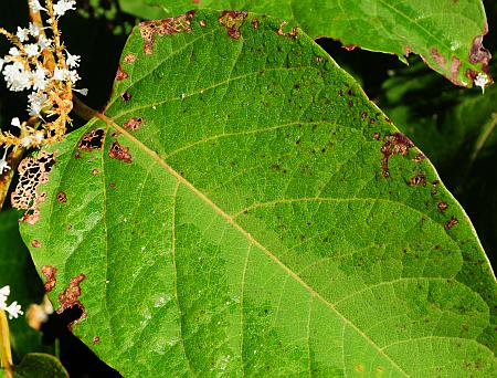 Fallopia_japonica_leaf1a.jpg