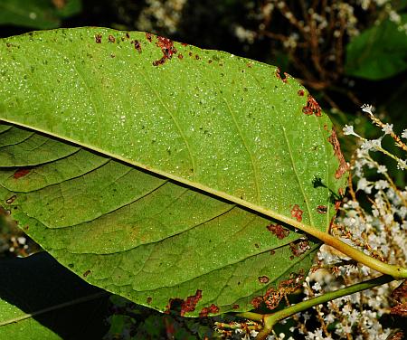 Fallopia_japonica_leaf2a.jpg