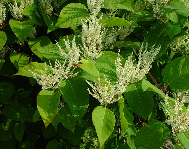 Fallopia_japonica_plant.jpg