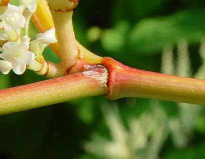 Fallopia_japonica_stem.jpg