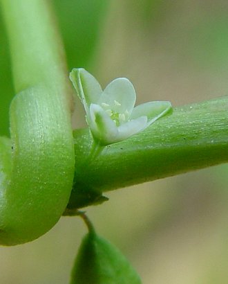 Fallopia_scandens_flower.jpg