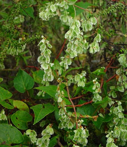 Fallopia_scandens_fruiting_plant.jpg