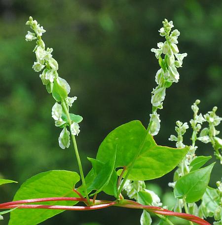 Fallopia_scandens_inflorescences.jpg