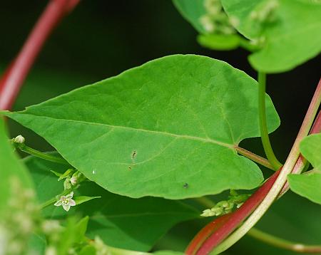 Fallopia_scandens_leaf1.jpg