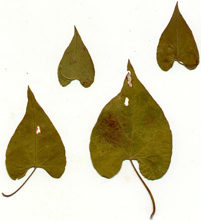 Fallopia_scandens_leaves.jpg