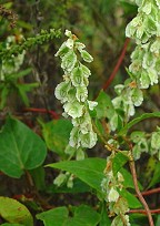 Fallopia scandens thumbnail