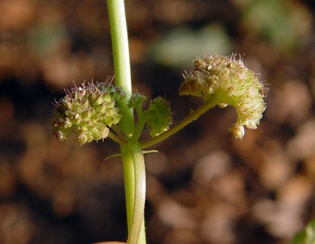 Fatoua_villosa_inflorescence.jpg