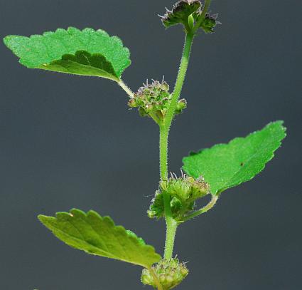 Fatoua_villosa_inflorescence2.jpg