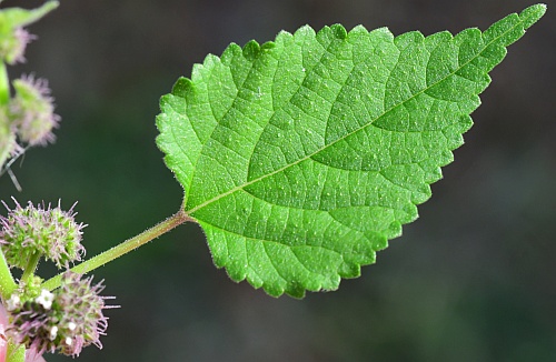 Fatoua_villosa_leaf1.jpg