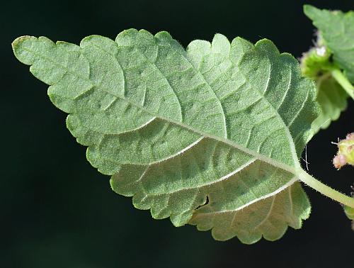 Fatoua_villosa_leaf2.jpg