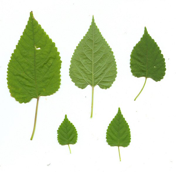 Fatoua_villosa_leaves.jpg