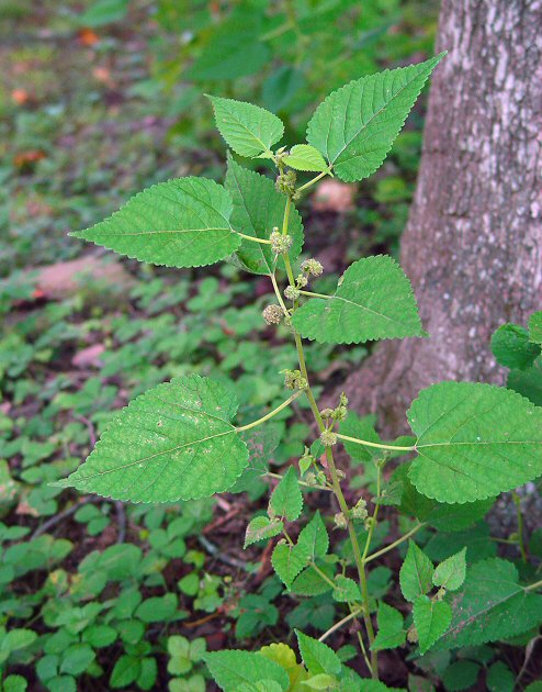 Fatoua_villosa_plant.jpg