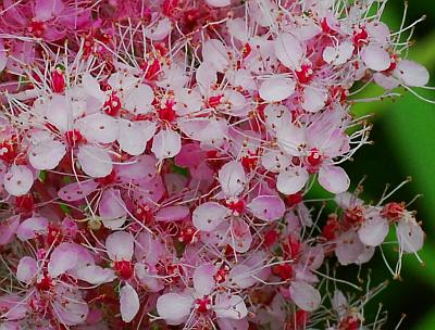 Filipendula_rubra_flowers.jpg