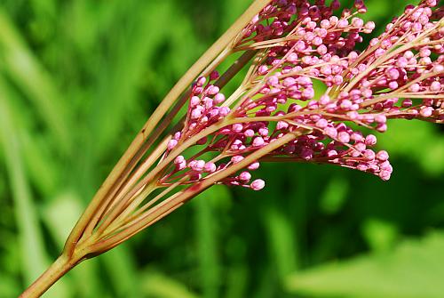 Filipendula_rubra_inflorescence.jpg