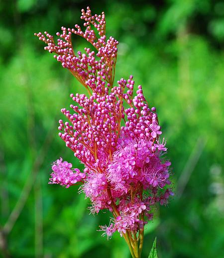 Filipendula_rubra_inflorescence2.jpg