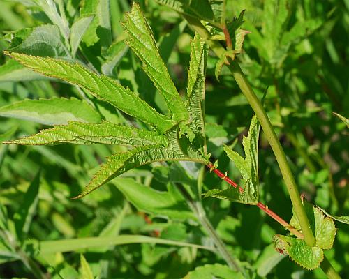 Filipendula_rubra_leaf.jpg