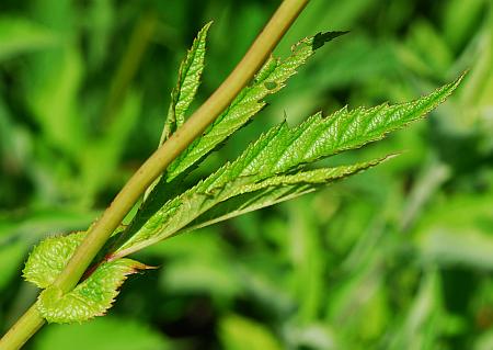 Filipendula_rubra_leaf1.jpg