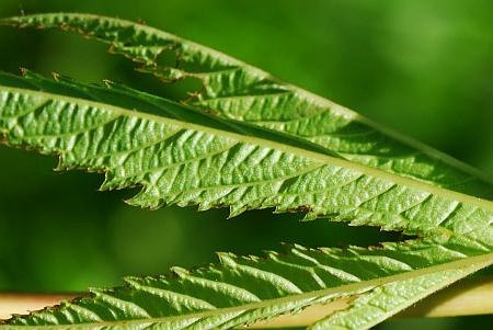 Filipendula_rubra_leaf2.jpg