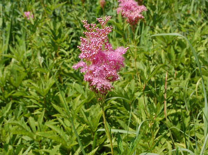 Filipendula_rubra_plant.jpg