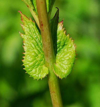 Filipendula_rubra_stem.jpg