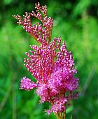 Filipendula rubra thumbnail