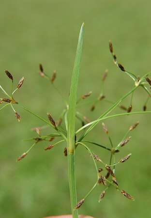 Fimbristylis_autumnalis_bract.jpg