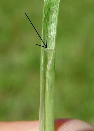 Fimbristylis_autumnalis_ligule.jpg