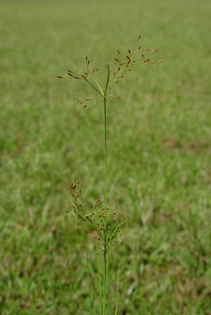 Fimbristylis_autumnalis_plant.jpg