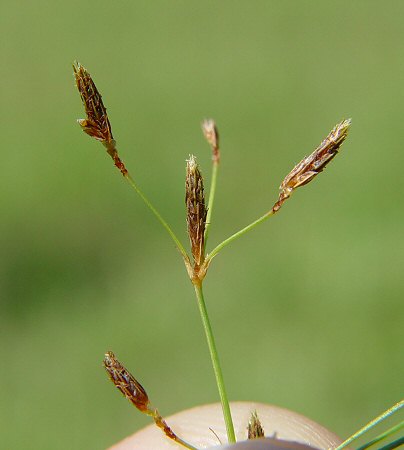 Fimbristylis_autumnalis_spikelets.jpg