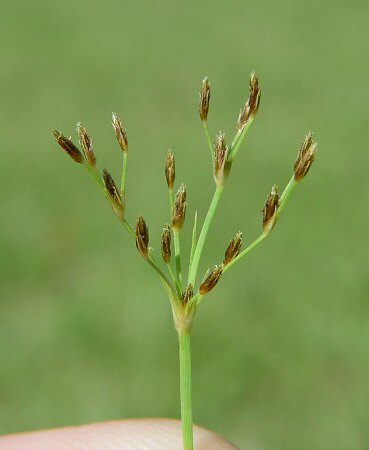 Fimbristylis_autumnalis_spikelets2.jpg