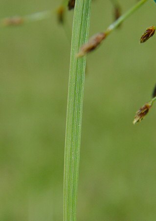 Fimbristylis_autumnalis_stem.jpg