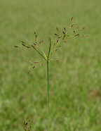 Fimbristylis autumnalis thumbnail