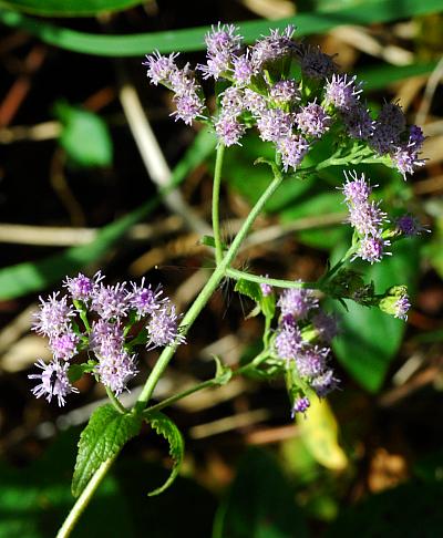 Fleischmannia_incarnata_inflorescence.jpg