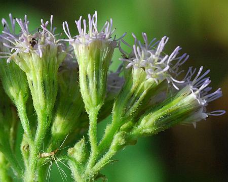 Fleischmannia_incarnata_involucres.jpg