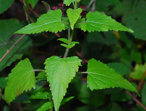 Fleischmannia_incarnata_leaves.jpg