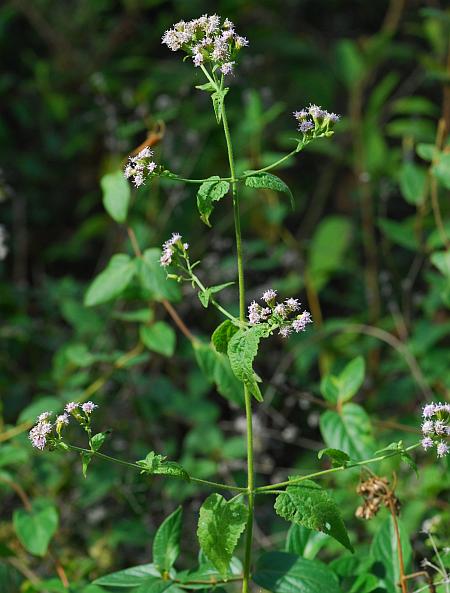 Fleischmannia_incarnata_plant.jpg