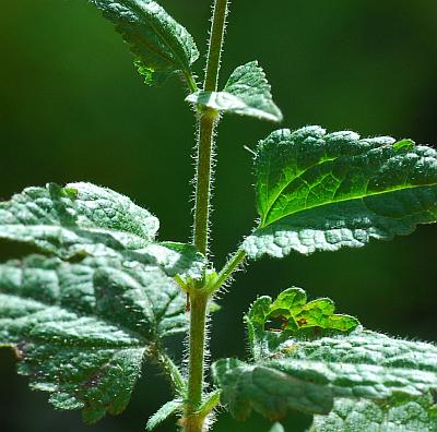 Fleischmannia_incarnata_stem.jpg