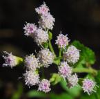 Fleischmannia incarnata thumbnail