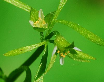 Floerkea_proserpinacoides_flowers.jpg