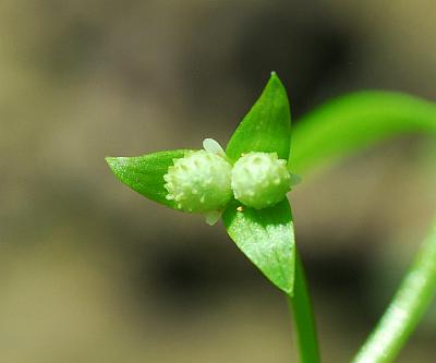 Floerkea_proserpinacoides_fruits.jpg