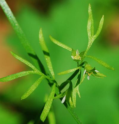 Floerkea_proserpinacoides_leaves.jpg