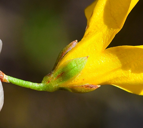 Forsythia_suspensa_calyx.jpg