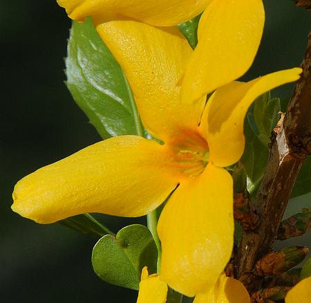 Forsythia_suspensa_corolla.jpg