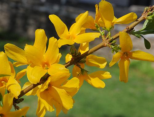 Forsythia_suspensa_inflorescence.jpg