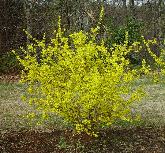 Forsythia_suspensa_plant.jpg