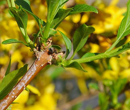 Forsythia_suspensa_stem.jpg