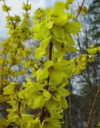 Forsythia suspensa thumbnail